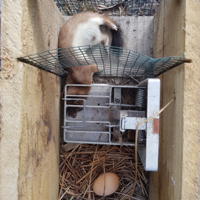 Stoat Trapping