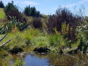 Tasman Bay wetland project