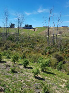 Tasman Bay wetland project