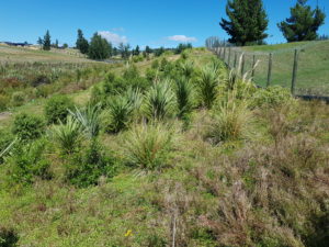 Tasman Bay wetland Project