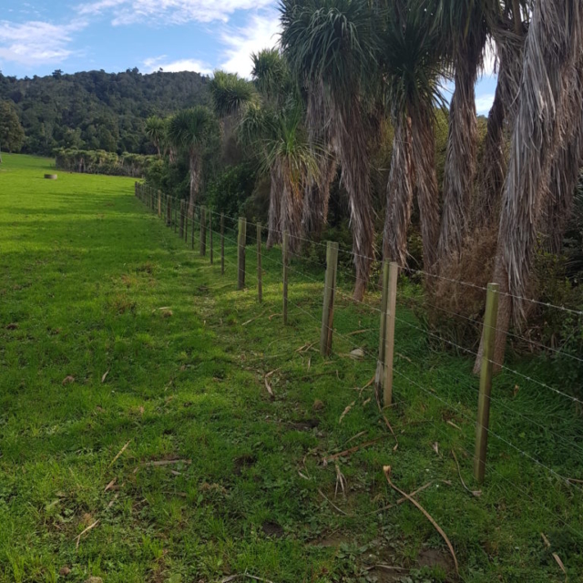 Established Planting