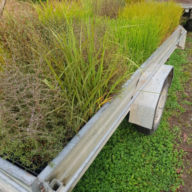 Photo Gallery Planting Tasman Bay