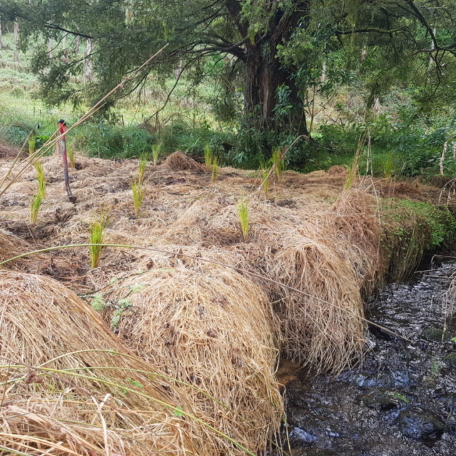 Photo Gallery Ecological Enhancement