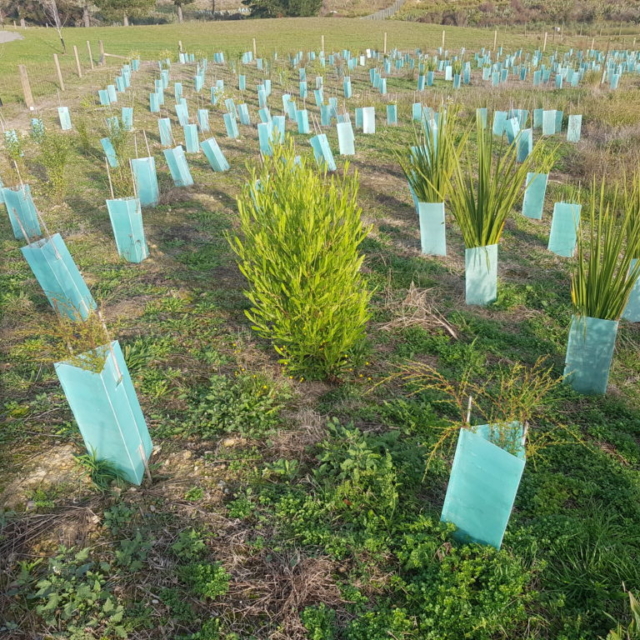Revegetation Planting