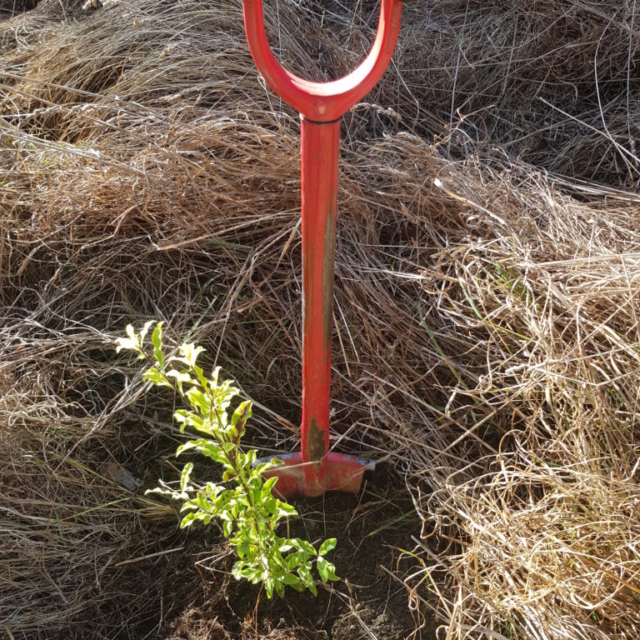 Planting Tasman Bay
