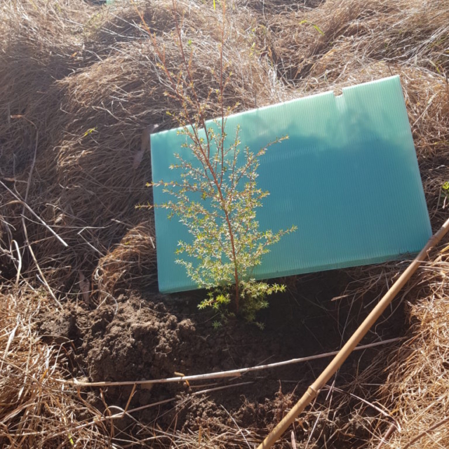 Planting Tasman bay