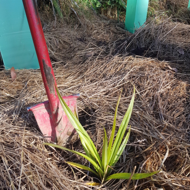 Photo Gallery Planting Tasman Bay