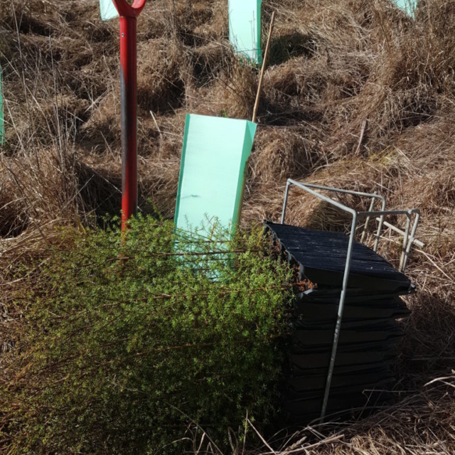 Planting Tasman Bay