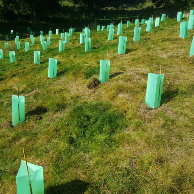 Revegetation Planting