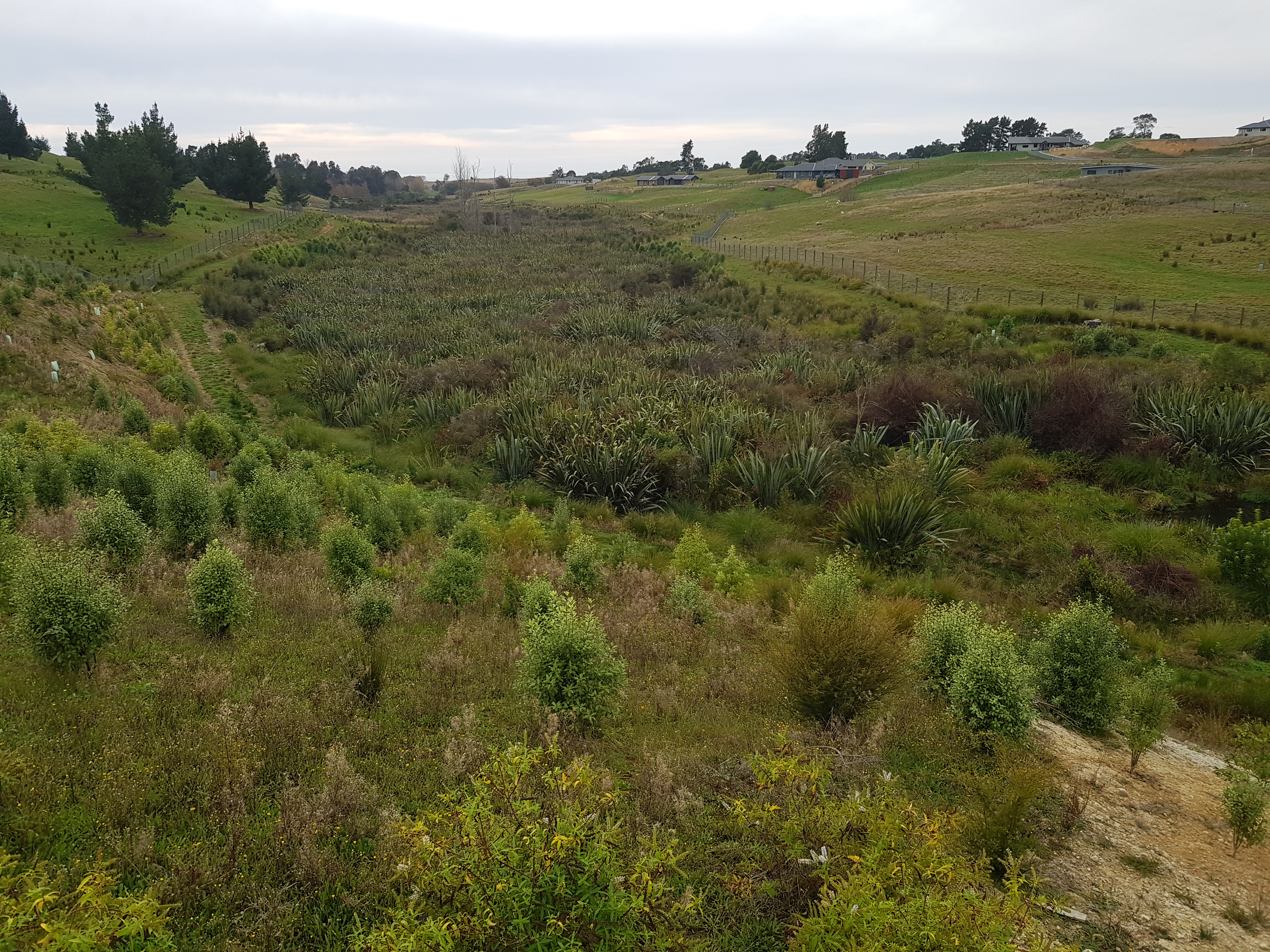 Tasman Bay wetland