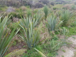 Tasman Bay wetland project