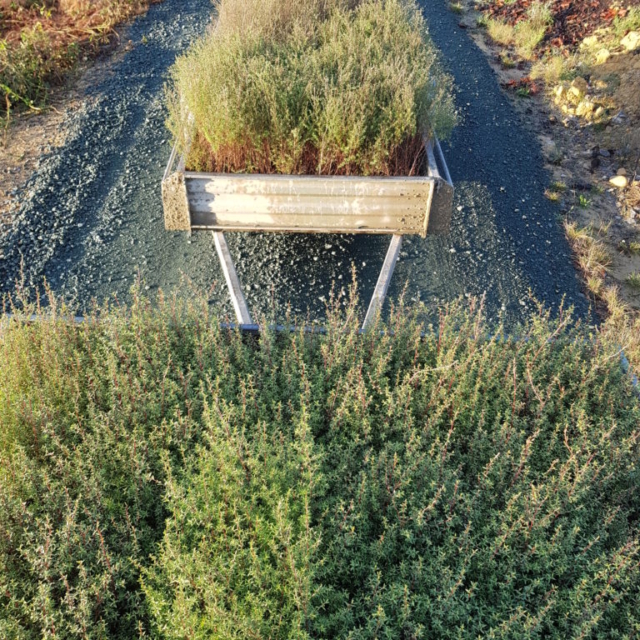 High UMF Manuka