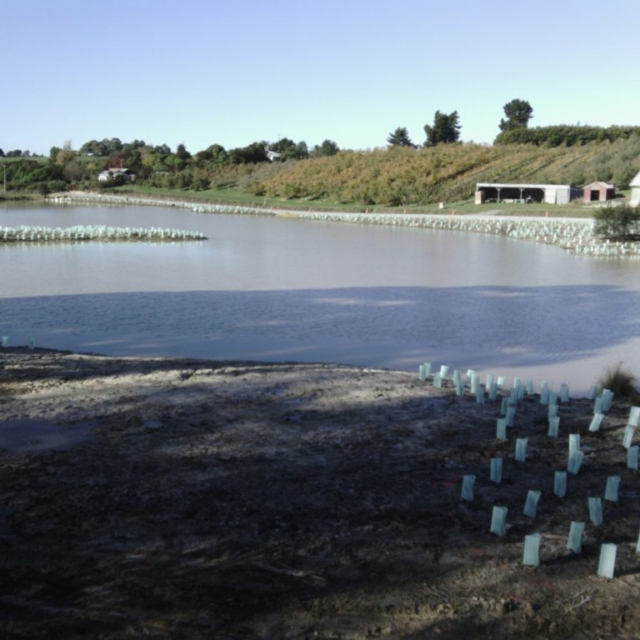 Subdivision Planting