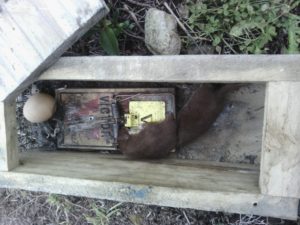 Victor Rat Trap