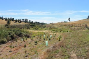 Tasman Bay wetland project