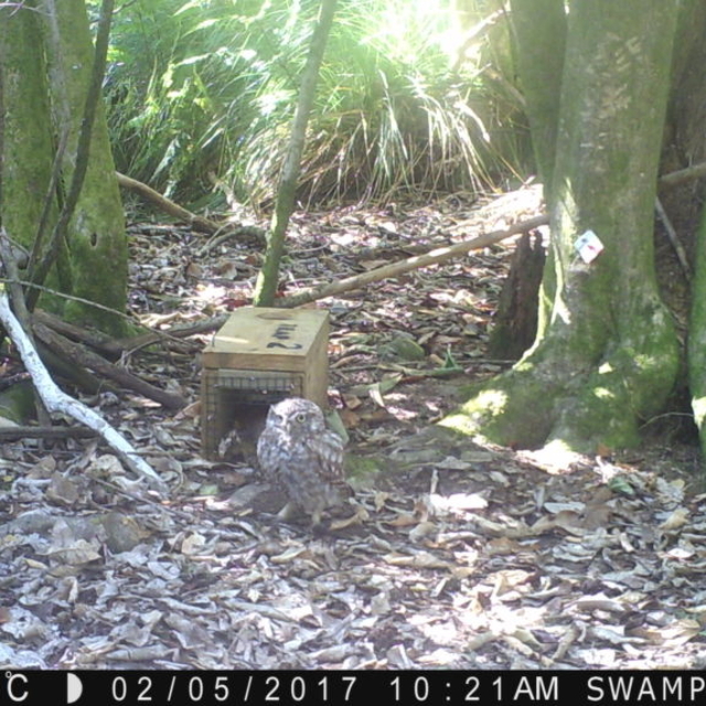 little owl checks out dead rat in trap