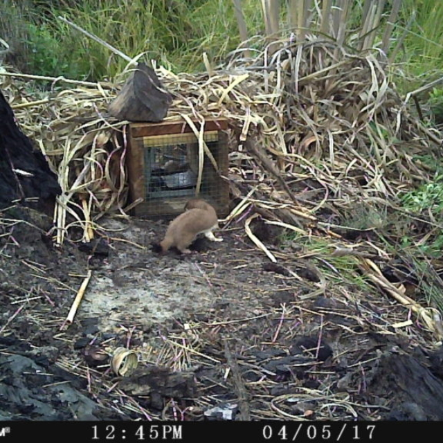 stoat entering trap