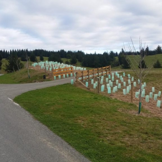 Subdivision Planting